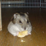 乾燥バナナを食べるユウキ