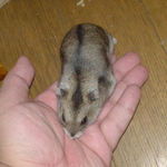 ヒマワリ種を受け取るユウキ