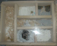 今日のユウキのレイアウト