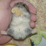 腹出し食いをしていますが、実は固まったままです