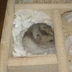 巣箱で休んでいたユウキ