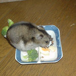 蕎麦の実にありつくユウキ