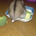 蕎麦の実食べ中のプリケツ