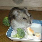 ハム用チーズを食べ中。