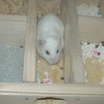 巣箱から出てくるアイ