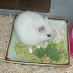 ハム用チーズを食べるアイ