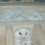 寝室にいるアイ