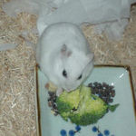 アイもブロッコリーを食べてます