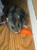 のんちゃん その2