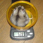 少し、体重増えました。