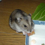 乾燥パパイヤを食べています。