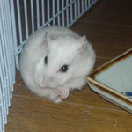 なんだかブサイク顔のアイ