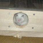 眠そうな顔で出てきました。