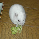 ブロッコリーに齧りつくアイ