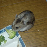 ブロッコリーを食べてるユウキ