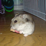 やっぱうめぇよ、りんごチップ