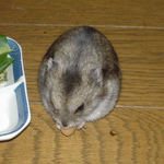 蒸し大豆を食べるユウキ