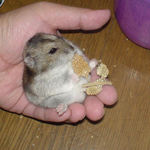 腹出しというより、リクライニング食いでしょうか