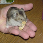 ひとしきり、手のひらの上で食べてました