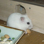 アイにも蒸し大豆をあげました