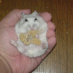 腹出し食い、正面から