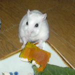 かぼちゃに食いつくアイ