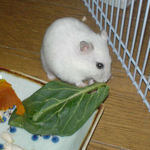 小松菜を食べるアイ