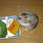 かぼちゃを食べるユウキ