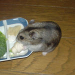 ちびっこクロワッサンに齧りつくユウキ