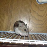 サークルカジカジ