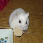 高野豆腐を丸齧り