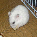 高野豆腐を食べているアイ