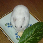 高野豆腐に齧りつくアイ