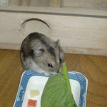 小松菜にかじりついてるユウキ