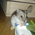 ピーナッツを食べるユウキ