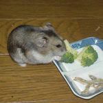 どうも、腰のひけた食べ方