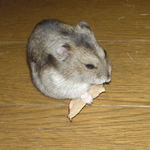 乾燥りんごチップに食いつくユウキ