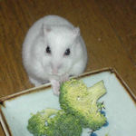 カメラ目線でブロッコリーに手が