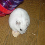 乾燥りんごチップに齧り付き