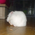 おデブ感が出ています