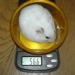 体重が減りました