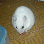 乾燥パパイヤを食べるアイ