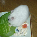 青梗菜にかじりついているアイ