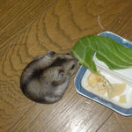 青梗菜を食べるユウキ