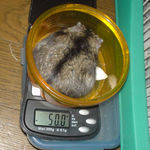 のんちゃんも計量