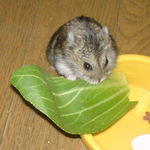 青梗菜を食べるのんちゃん