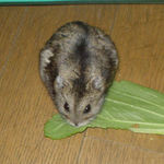 まだまだ食べるよ青梗菜