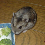 ブロッコリーを食べようとしているユウキ