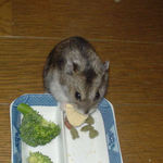 高野豆腐を食べるユウキ