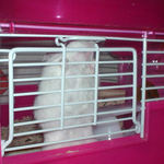 ケージカジカジ